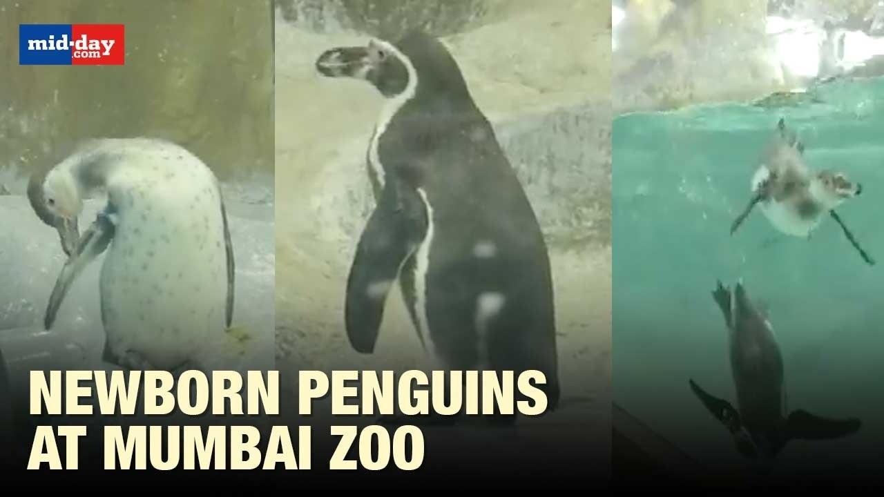 Watch: Newborn Penguin Triplets Have Become Centre Of Attraction At Mumbai's Zoo